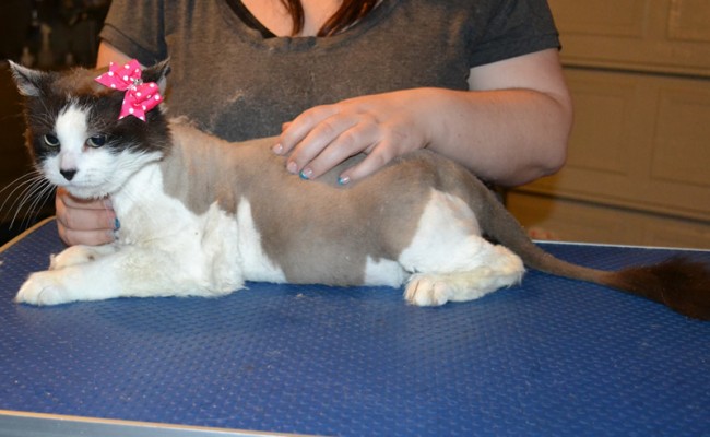 Muffin is a Snowshoe x Domestic. She had her matted fur shaved down, nails clipped, ears cleaned and a wash n blow dry. — at Kylies Cat Grooming Services.