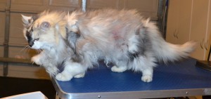 Shirley is a Long hair Domestic. She had her bad matted fur shaved off, nails clipped, ears cleaned and a wash n blow dry. — at Kylies Cat Grooming Services.