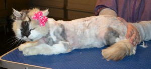 Shirley is a Long hair Domestic. She had her bad matted fur shaved off, nails clipped, ears cleaned and a wash n blow dry. — at Kylies Cat Grooming Services.