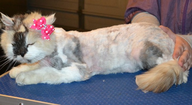 Shirley is a Long hair Domestic. She had her bad matted fur shaved off, nails clipped, ears cleaned and a wash n blow dry. — at Kylies Cat Grooming Services.