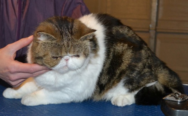 Dolly is a Blind Exotic Short Hair. She had her fur shaved down, nails clipped, ears cleaned and a wash n blow dry. — at Kylies Cat Grooming Services.