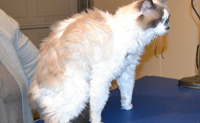 Bell is a Ragdoll. She had her fur shaved down, nails clipped, ears cleaned and a wash n blow dry. — at Kylies Cat Grooming Services.