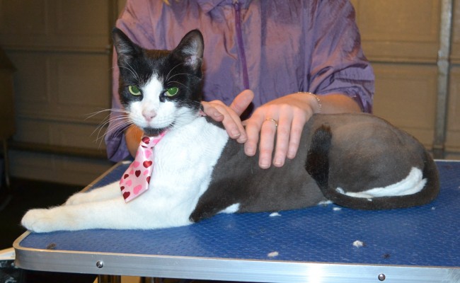 Dexter is a Short hair Domestic. He had his nails clipped, ears cleaned and his fur shaved down. — at Kylies Cat Grooming Services.