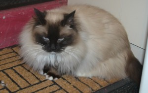 Lulu is a Ragdoll. She had her matted fur shaved off and nails clipped. She was one hell of a vicious cat. It was a slow tuff start to get going, but finally got there. If only she let me do around her head. — at Kylies Cat Grooming Services.