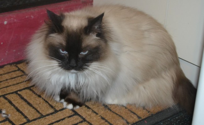 Lulu is a Ragdoll. She had her matted fur shaved off and nails clipped. She was one hell of a vicious cat.  It was a slow tuff start to get going, but finally got there. If only she let me do around her head. — at Kylies Cat Grooming Services.