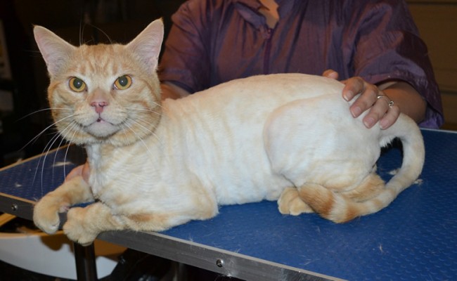 Nacho is a Short hair Domestic. He had his fur shaved down, nails clipped and ears cleaned. — at Kylies Cat Grooming Services.