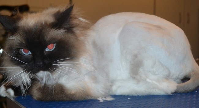 Lulu is a Ragdoll. She had her matted fur shaved off and nails clipped. She was one hell of a vicious cat.  It was a slow tuff start to get going, but finally got there. If only she let me do around her head. — at Kylies Cat Grooming Services.