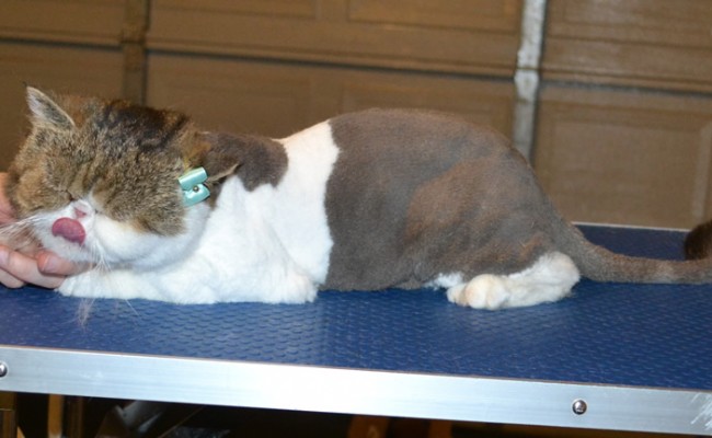 Dolly is a Blind Exotic Short Hair. She had her fur shaved down, nails clipped, ears cleaned and a wash n blow dry. — at Kylies Cat Grooming Services.