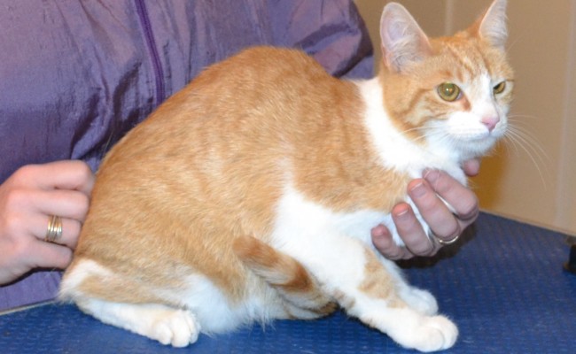 CC s a Short hair Domestic. She had her nails clipped, ears cleaned and his fur shaved down. — at Kylies Cat Grooming Services.