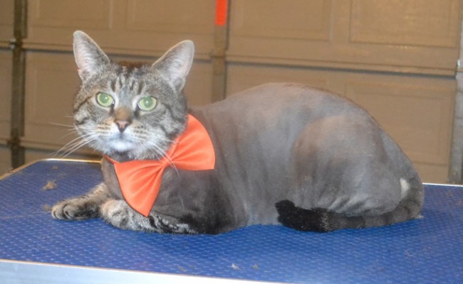 Max is a Short hair Domestic. He had his fur shaved down, nails clipped, ears cleaned and a wash n blow dry. — at Kylies Cat Grooming Services.