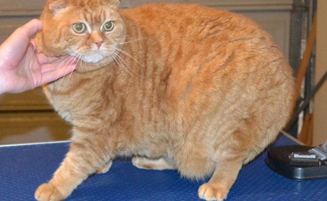 Bella is a Scottish Fold. She had her fur shaved down, nails clipped, ears cleaned and a wash n blow dry. — at Kylies Cat Grooming Services.