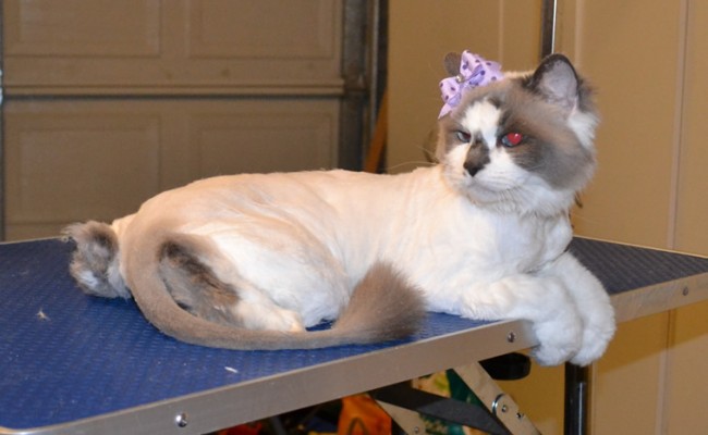 Bell is a Ragdoll. She had her fur shaved down, nails clipped, ears cleaned and a wash n blow dry. — at Kylies Cat Grooming Services.