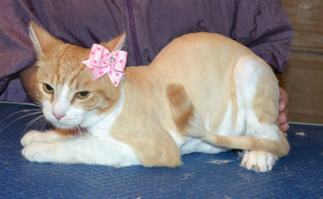 CC s a Short hair Domestic. She had her nails clipped, ears cleaned and his fur shaved down. — at Kylies Cat Grooming Services.
