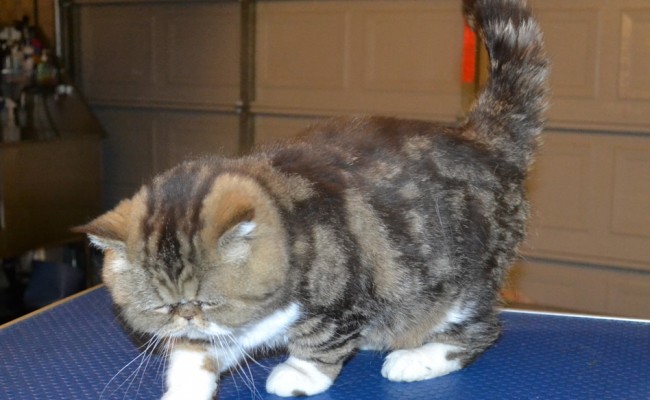 Tabitha is a Exotic Short hair. She had her fur shaved down, nails clipped, ears cleaned and a wash n blow dry. — at Kylies Cat Grooming Services