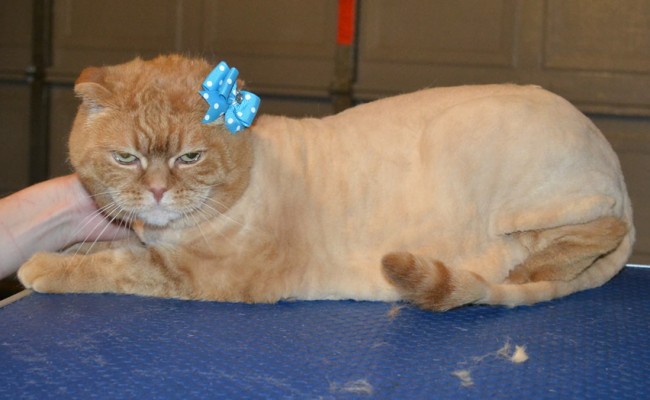 Bella is a Scottish Fold. She had her fur shaved down, nails clipped, ears cleaned and a wash n blow dry. — at Kylies Cat Grooming Services.