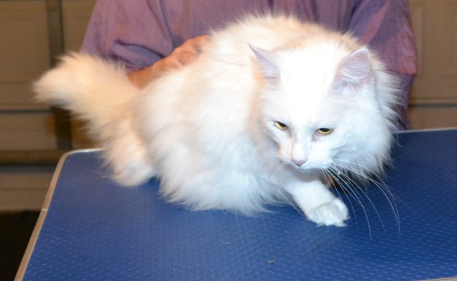 Snowball is a Turkish Van x Persian. She had her fur shaved down, nails clipped and ears cleaned. — at Kylies Cat Grooming Services.