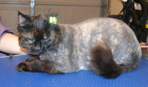 Lacie is a medium hair Domestic. She had her fur shaved down, nails clipped and ears cleaned. — at Kylies Cat Grooming Services.