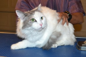 Sunny is a Ragdoll x Chinchilla. He had his fur shaved down, nails clipped and ears cleaned. — at Kylies Cat Grooming Services