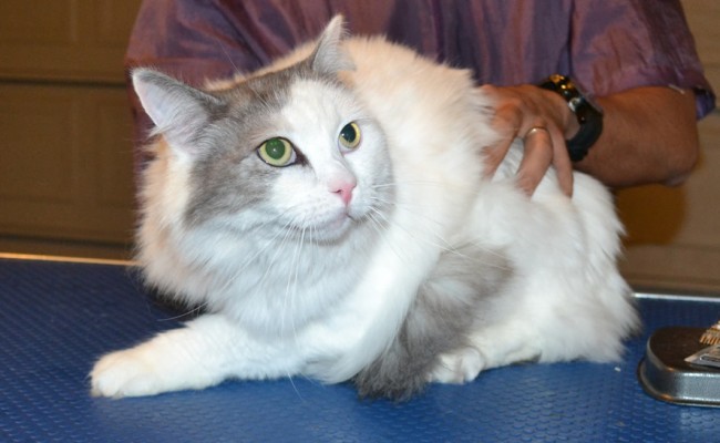 Sunny is a Ragdoll x Chinchilla. He had his fur shaved down, nails clipped and ears cleaned. — at Kylies Cat Grooming Services