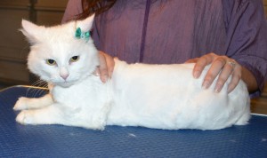 Snowball is a Turkish Van x Persian. She had her fur shaved down, nails clipped and ears cleaned. — at Kylies Cat Grooming Services.
