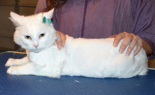 Snowball is a Turkish Van x Persian. She had her fur shaved down, nails clipped and ears cleaned. — at Kylies Cat Grooming Services.