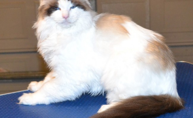 Bongo is a Ragdoll. H e had his fur shaved down, nails clipped, ears cleaned and a wash n blow dry. — at Kylies Cat Grooming Services.