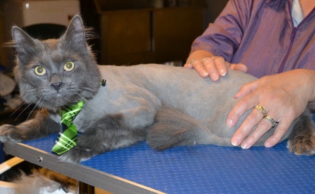 Toby is a Long Hair Russian Blue. He had his nails clipped, ears cleaned and his fur shaved down. — at Kylies Cat Grooming Services.