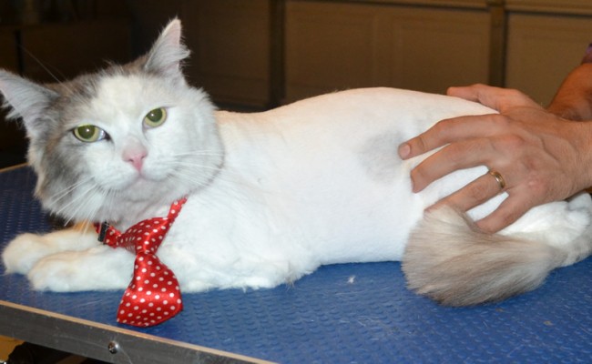 Sunny is a Ragdoll x Chinchilla. He had his fur shaved down, nails clipped and ears cleaned. — at Kylies Cat Grooming Services