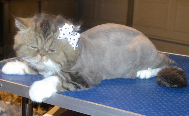 Tabitha is a Exotic Short hair. She had her fur shaved down, nails clipped, ears cleaned and a wash n blow dry. — at Kylies Cat Grooming Services