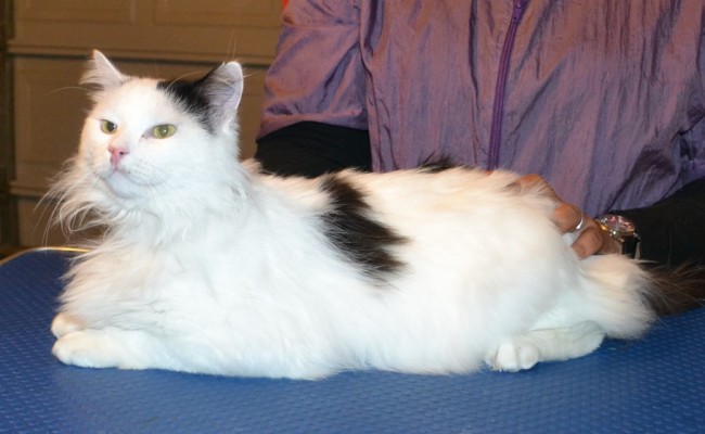 Imen is a Long Hair Domestic. He had his fur shaved down, nails clipped,ears cleaned and a full set of Green Softpaw nail caps put on. — at Kylies Cat Grooming Services.