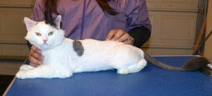Imen is a Long Hair Domestic. He had his fur shaved down, nails clipped,ears cleaned and a full set of Green Softpaw nail caps put on. — at Kylies Cat Grooming Services.