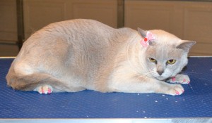 Kayla is a Burmese. She had her nails clipped and a full set of Softpaw nail caps put. — at Kylies Cat Grooming Services.