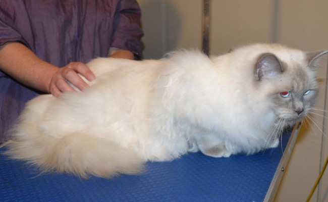 Fluffy is a Ragdoll. He had his fur shaved down, nails clipped, ears cleaned and a wash n blow dry. — at Kylies Cat Grooming Services.