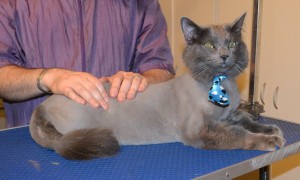 Archer is Part Ragdoll x British Short hair. He had his fur shaved down, nails clipped, ears cleaned and Blue Softpaw nail Caps put on. — at Kylies Cat Grooming Services.