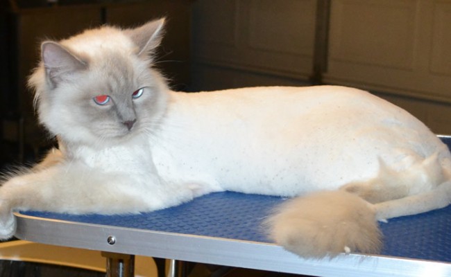 Fluffy is a Ragdoll. He had his fur shaved down, nails clipped, ears cleaned and a wash n blow dry. — at Kylies Cat Grooming Services.
