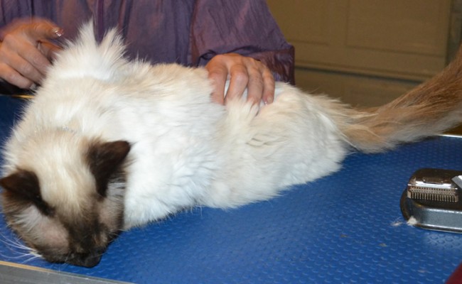 Bentley is a Ragdoll . He has his fur shaved down, nails clipped and ears cleaned. — at Kylies Cat Grooming Services.