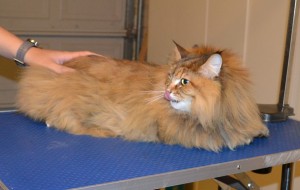Dinah is a Siberian Forest Cat. She had her matted fur shaved down, ears cleaned and nails clipped. — at Kylies Cat Grooming Services.