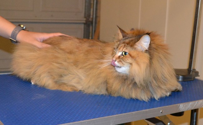 Dinah is a Siberian Forest Cat. She had her matted fur shaved down, ears cleaned and nails clipped. — at Kylies Cat Grooming Services.