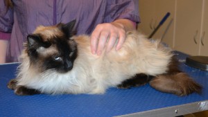 Charlie is a Ragdoll. He had his fur shaved down, nails clipped, ears cleaned and a wash n blow dry. — at Kylies Cat Grooming Services.