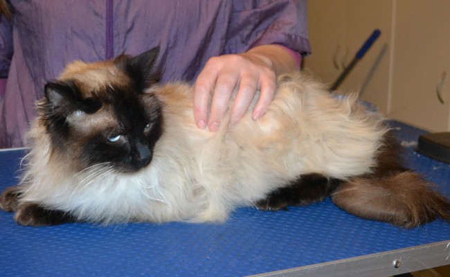 Charlie is a Ragdoll. He had his fur shaved down, nails clipped, ears cleaned and a wash n blow dry. — at Kylies Cat Grooming Services.