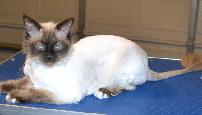 Bentley is a Ragdoll . He has his fur shaved down, nails clipped and ears cleaned. — at Kylies Cat Grooming Services.