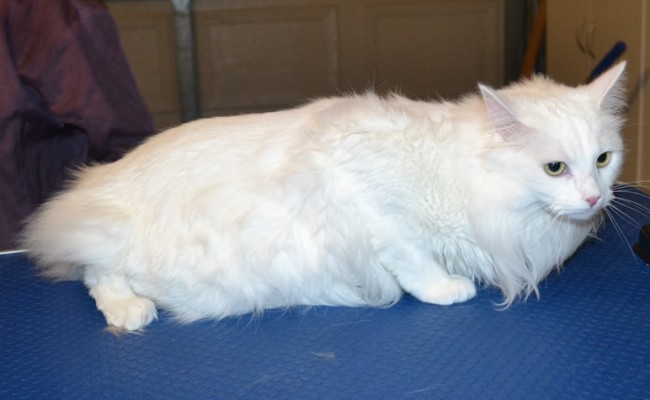 Nugget is a Medium Hair Domestic. She had her nails clipped, ears cleaned, fur shaved down and a full set of White Softpaw nail caps. — at Kylies Cat Grooming Services.