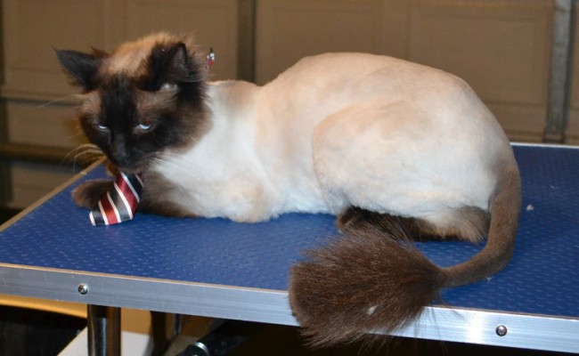 Charlie is a Ragdoll. He had his fur shaved down, nails clipped, ears cleaned and a wash n blow dry. — at Kylies Cat Grooming Services.