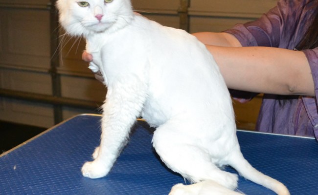 Nugget is a Medium Hair Domestic. She had her nails clipped, ears cleaned, fur shaved down and a full set of White Softpaw nail caps. — at Kylies Cat Grooming Services.