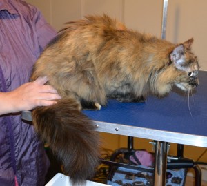 Simba is a Medium hair Domestic. She had her matted fur shaved down, nails clipped and ears cleaned. — at Kylies Cat Grooming Services.