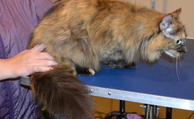 Simba is a Medium hair Domestic. She had her matted fur shaved down, nails clipped and ears cleaned. — at Kylies Cat Grooming Services.