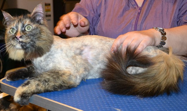 Simba is a Medium hair Domestic. She had her matted fur shaved down, nails clipped and ears cleaned. — at Kylies Cat Grooming Services.