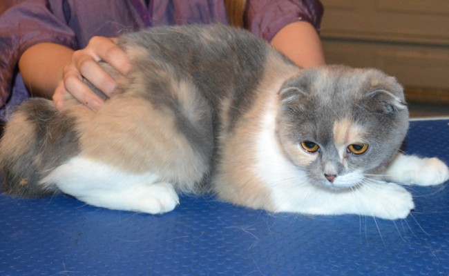 Bun is a Scottish Fold. She had her fur shaved down, nails clipped and ears cleaned. — at Kylies Cat Grooming Services.