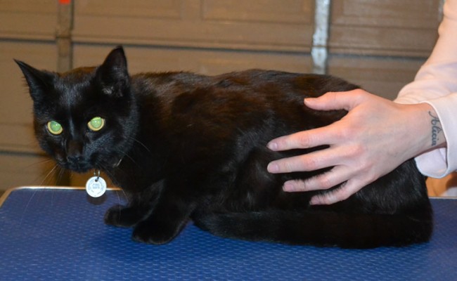 Suda is a Short Hair Domestic. He had his fur shaved down, nails clipped, ears cleaned and a wash n blow dry. — at Kylies Cat Grooming Services.