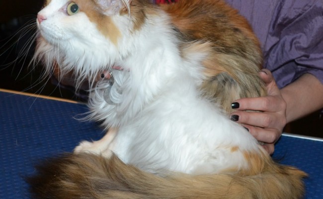 Babs is a Norweigen Forest Cat. She had her matted fur shaved down, nails clipped and ears cleaned.. — at Kylies Cat Grooming Services.